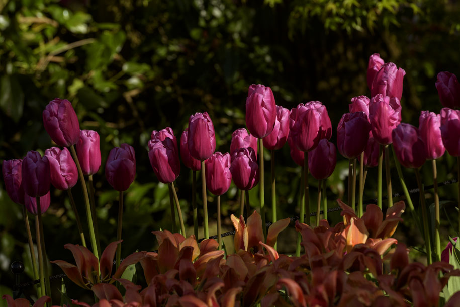 'Tulip 47' (Apr 2017) - Lisse, Netherlands