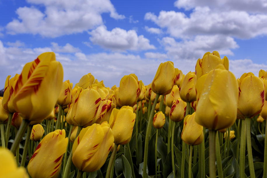 'Tulip 48' (Apr 2017) - Lisse, Netherlands