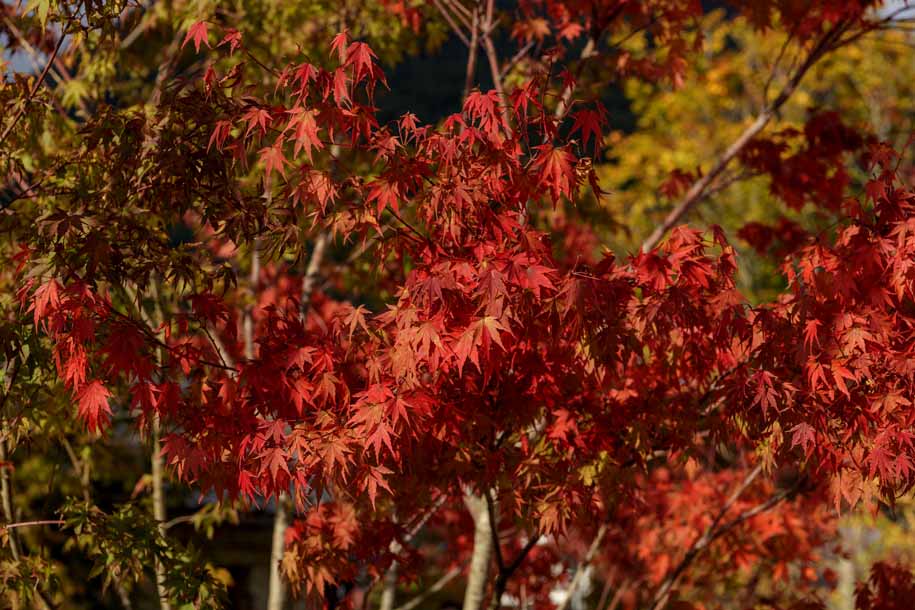 'Red Leaves' (Oct 2018) - Fujikawaguchiko, Japan