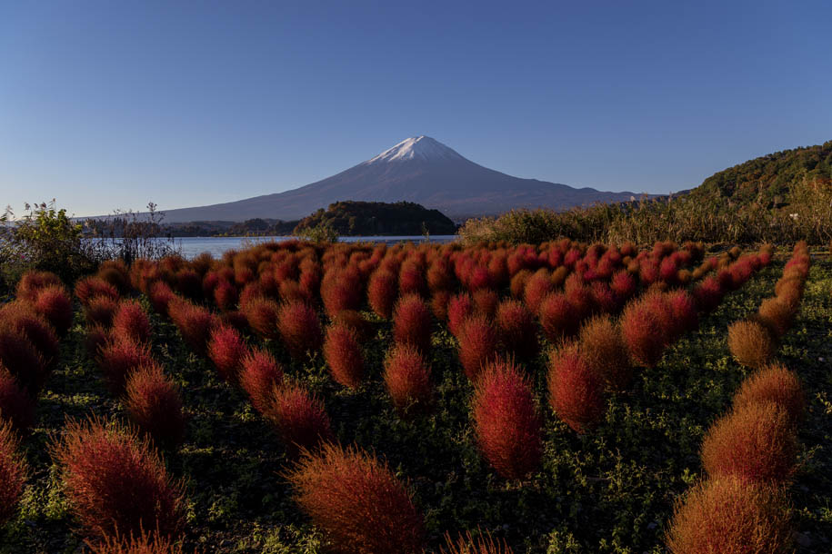 'Red Field' (Oct 2018) - Fujikawaguchiko, Japan