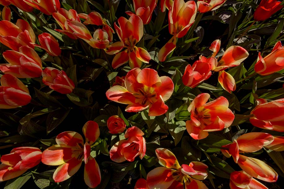 'Tulip 49' (Apr 2017) - Lisse, Netherlands