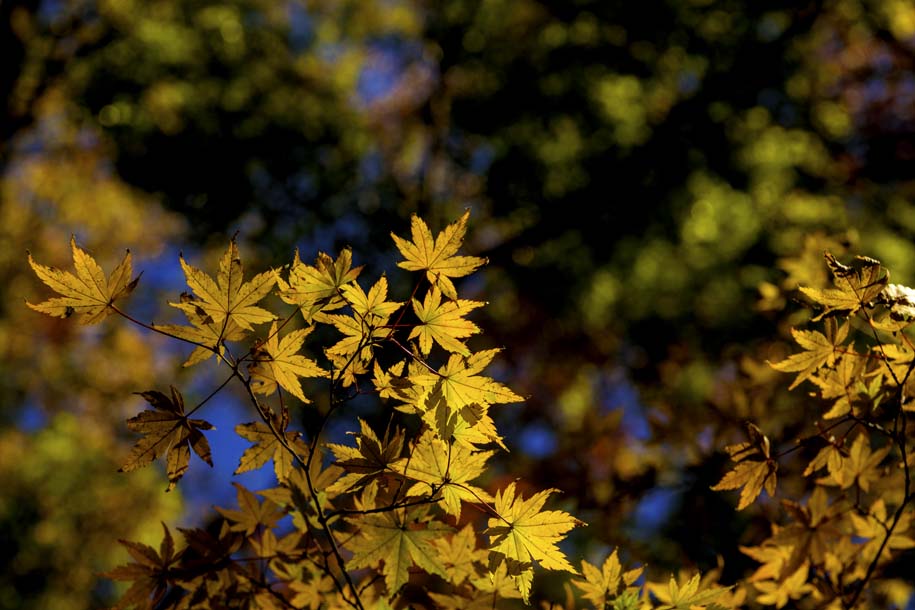 'Autumn Maple Leaves' (Nov 2018) - Fujikawaguchiko, Japan