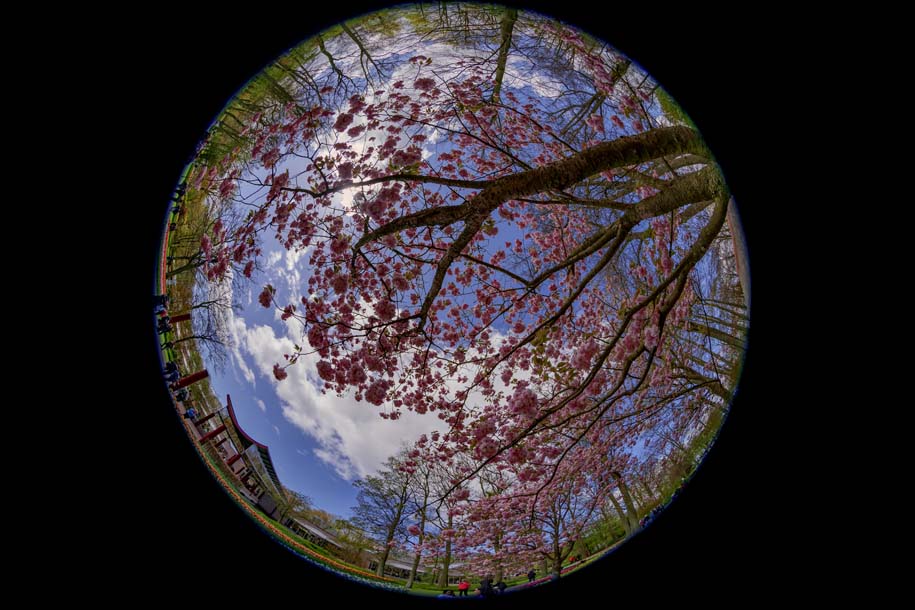 'Cherry Blossom 3' (Apr 2017) - Lisse, Netherlands