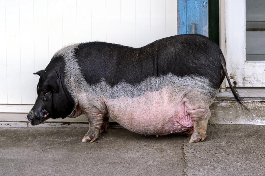'Year of the Pig' (Dec 2010) - Hualien, Taiwan