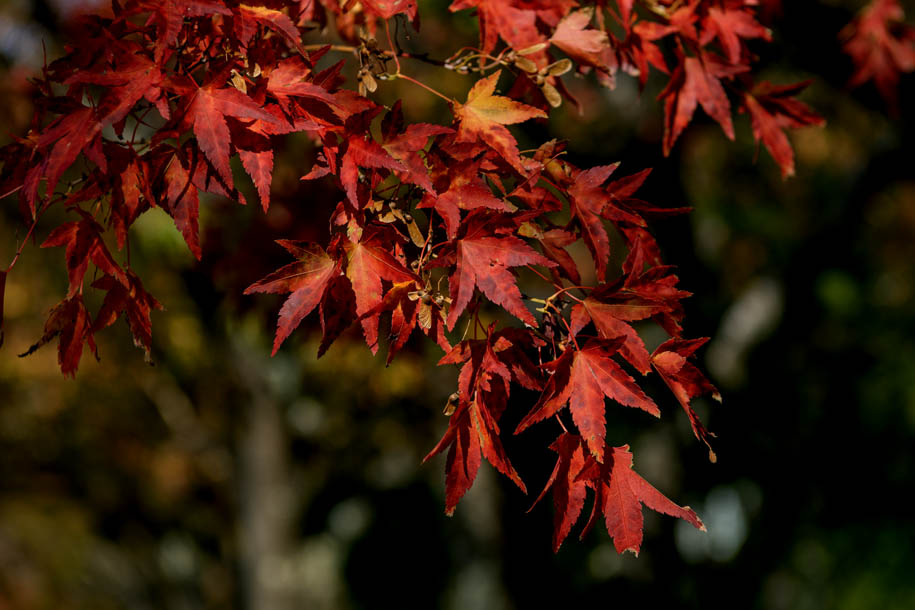 'Red Maple Leaves' (Nov 2018) - Fujikawaguchiko, Japan