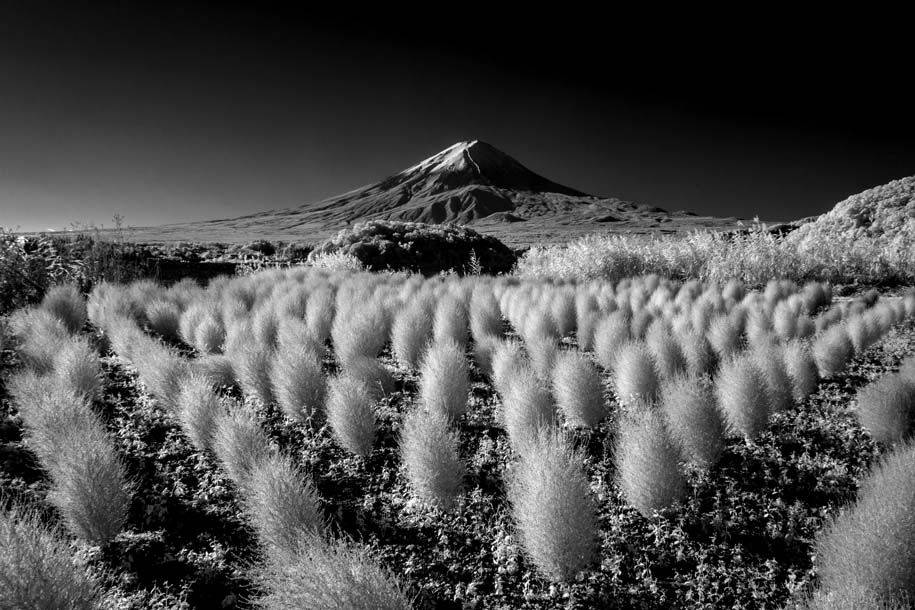 'Infrared Field' (Oct 2018) - Fujikawaguchiko, Japan