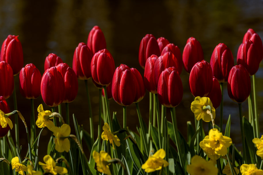 'Tulip 51' (Apr 2017) - Lisse, Netherlands
