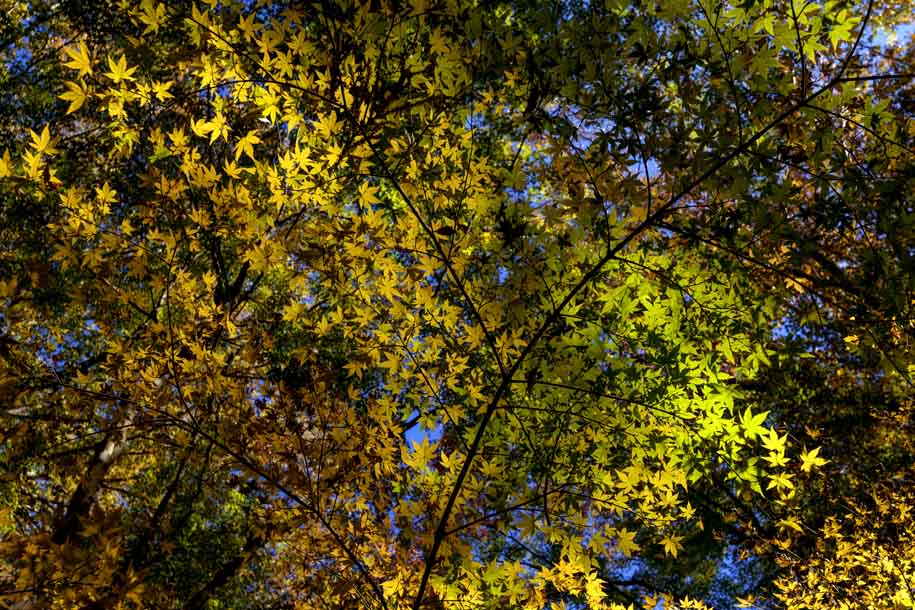 'Summer to Autumn' (Nov 2018) - Fujikawaguchiko, Japan