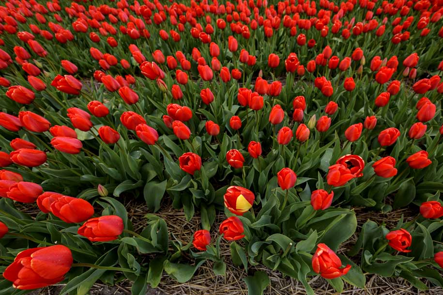 'Tulip 52' (Apr 2017) - Lisse, Netherlands