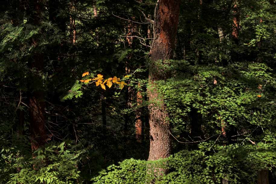 'Green and Orange Leaves' (Oct 2018) - Fujiyoshida, Japan