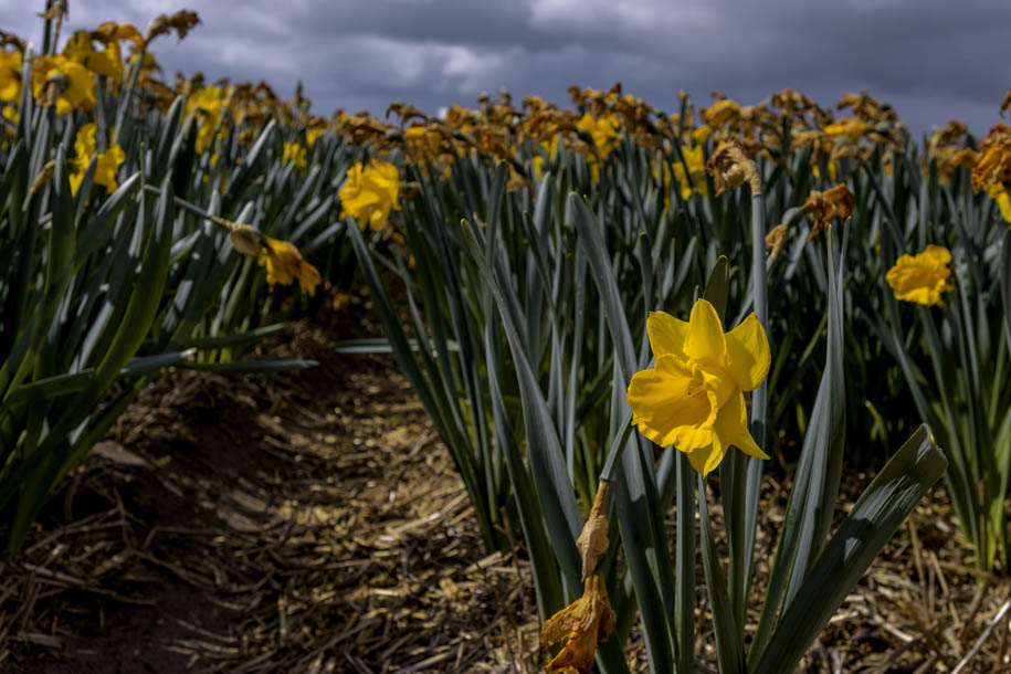 'Survivor' (Apr 2017) - Lisse, Netherlands