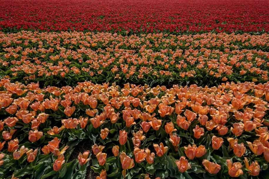'Tulip 53' (Apr 2017) - Lisse, Netherlands
