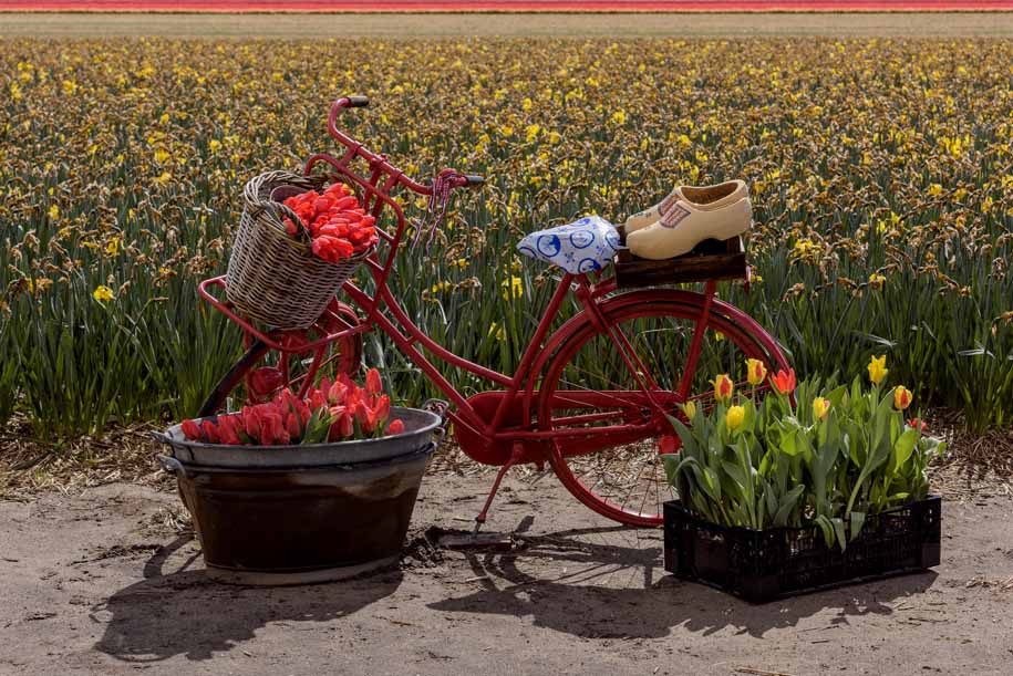 'Tulip 54' (Apr 2017) - Lisse, Netherlands