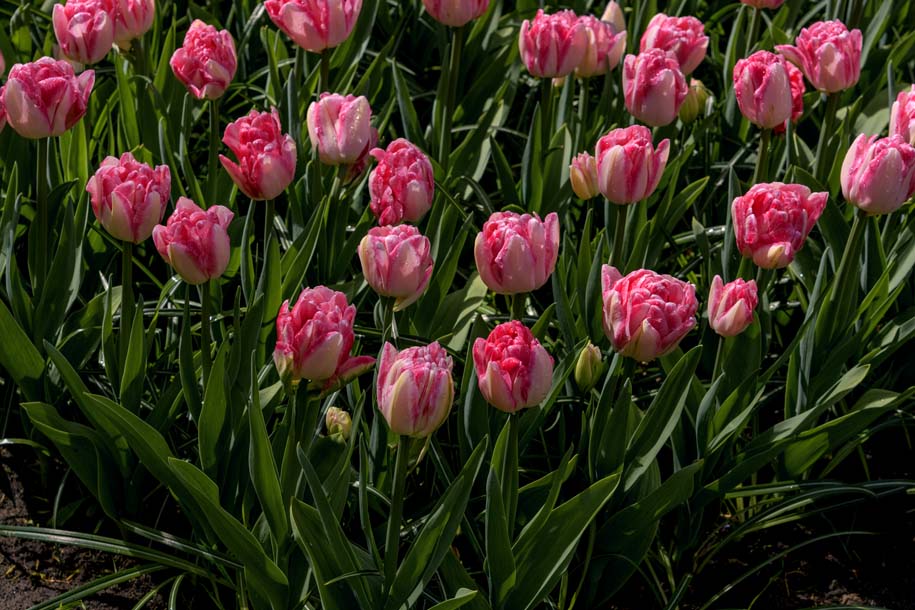 'Tulip 55' (Apr 2017) - Lisse, Netherlands