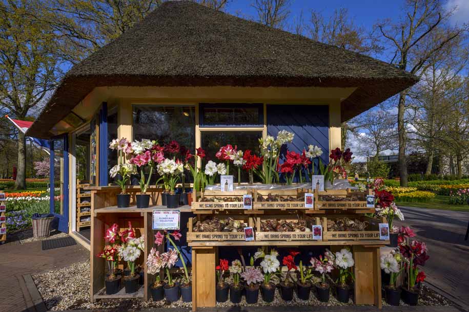 'Flower Stall' (Apr 2017) - Lisse, Netherlands