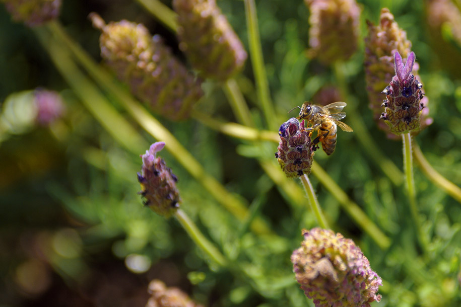 'Searching for Nectar' (Dec 2007) - Melbourne, Australia
