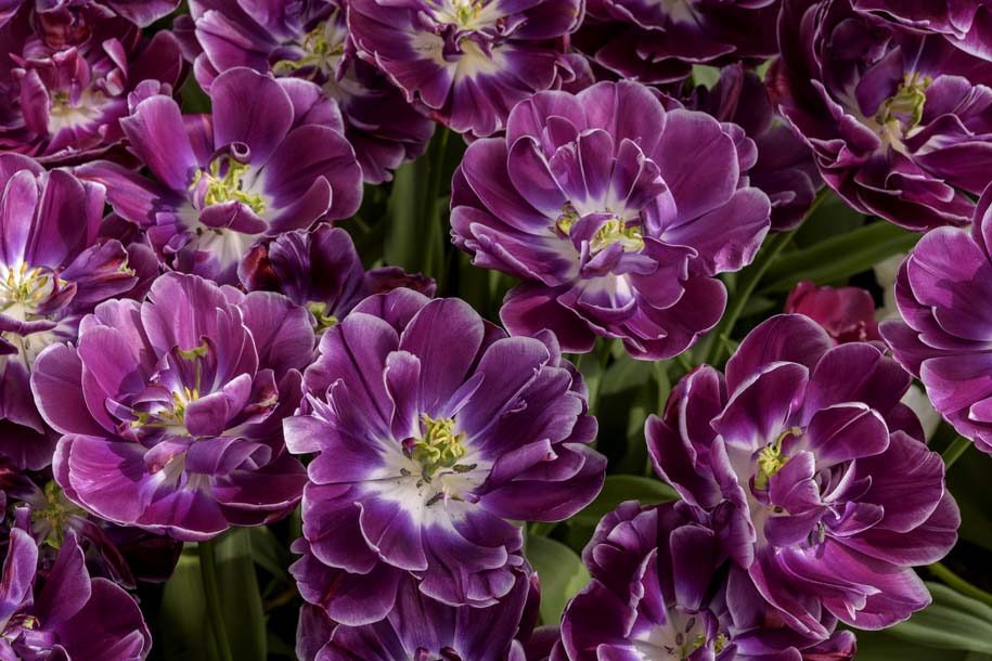 'Tulip 58' (Apr 2017) - Lisse, Netherlands