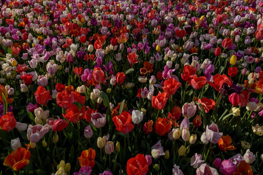 'Tulip 59' (Apr 2017) - Lisse, Netherlands