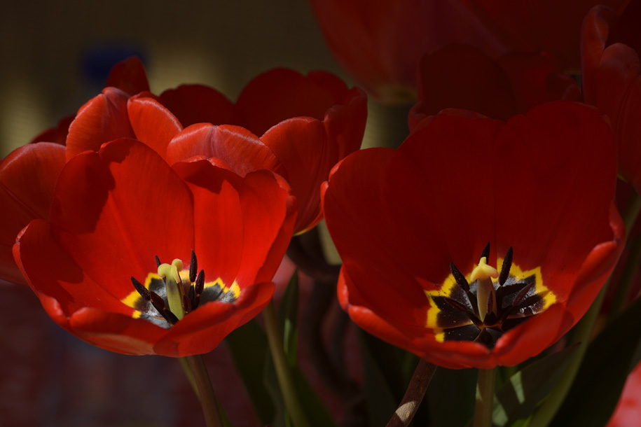 'Tulip 61' (Apr 2017) - Lisse, Netherlands