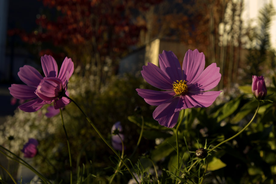 'Morning Bloom' (Oct 2018) - Fujikawaguchiko, Japan