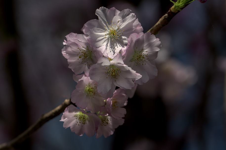 'Cherry Blossom 4' (Mar 2018) - Gardens by the Bay, Singapore