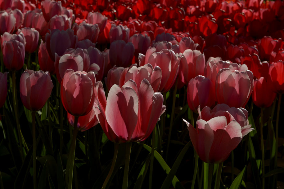'Tulip 62' (Apr 2017) - Lisse, Netherlands
