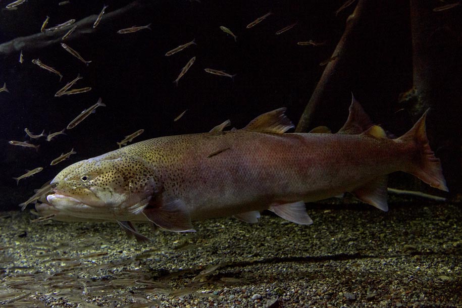 'Rainbow Trout' (Dec 2016) - Hokkaido, Japan