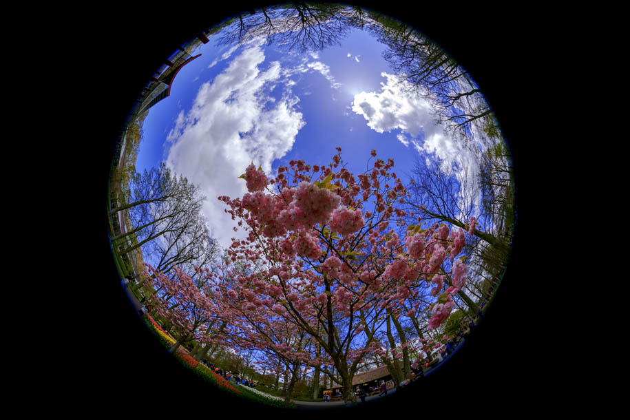 'Cherry Blossom 6' (Apr 2017) - Lisse, Netherlands