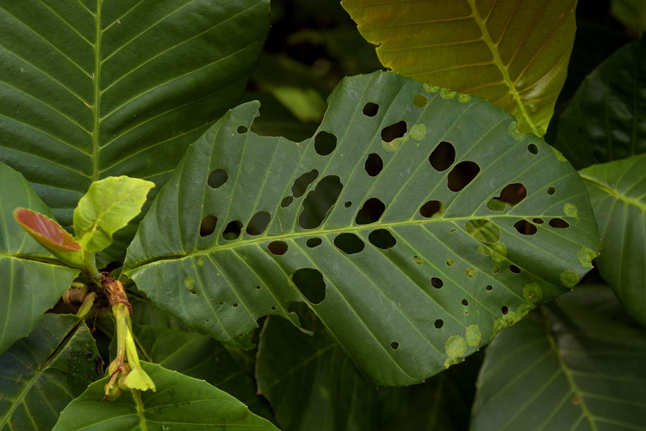 'Simpoh Air Leaf' (May 2022) - Alexandra Road, Singapore