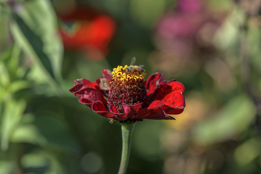 'Bee on Red Flower' (Sep 2022) - Hokkaido, Japan