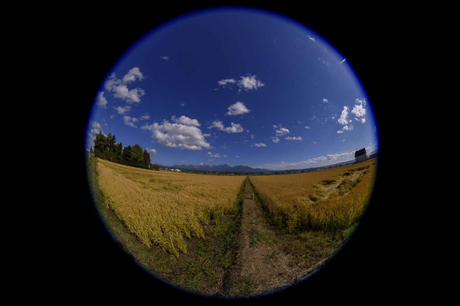 'Wheat Field' (Sep 2022) - Hokkaido, Japan
