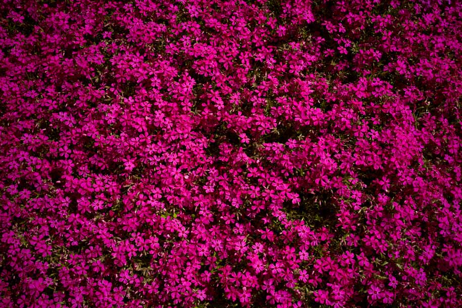 'Spring Bloom' (Apr 2023) - Izu Peninsula, Japan