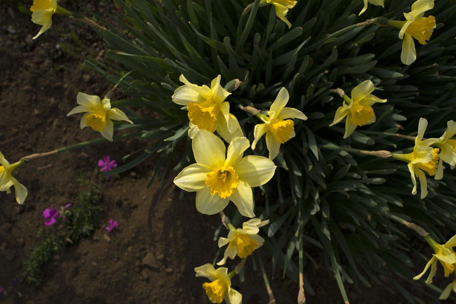 'Daffodil' (Apr 2023) - Kawaguchiko, Japan