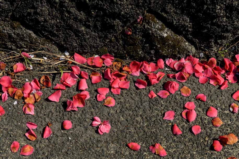 'Red Petal' (Apr 2023) - Izu Peninsula, Japan