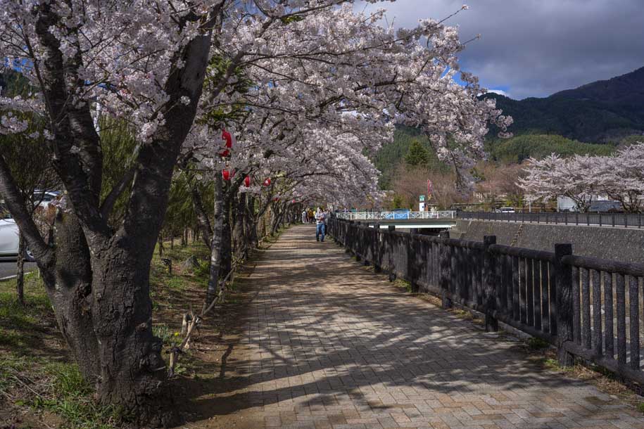 'Cherry Blossom Park' (Apr 2023) - Fujikawaguchiko, Japan