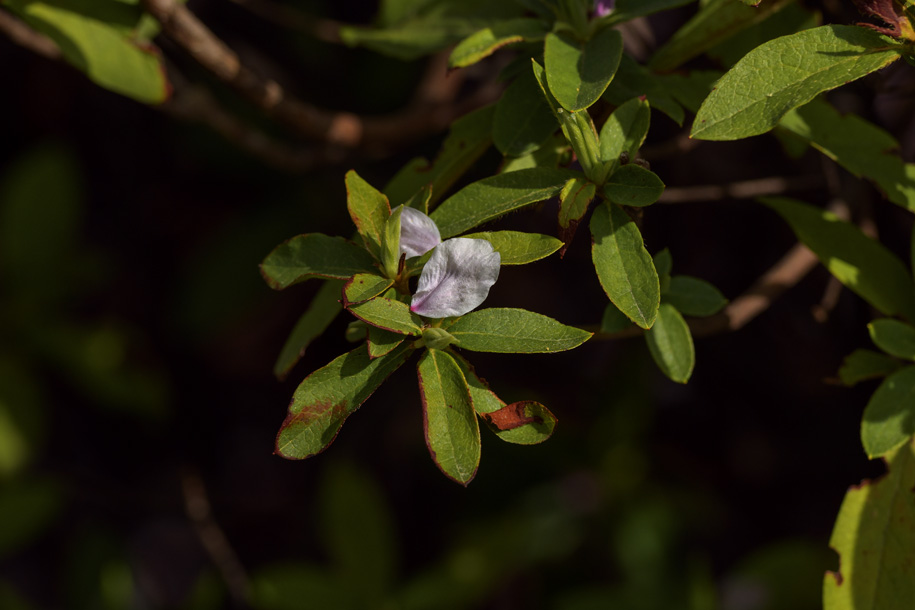 'Leaf and Petal' (Mar 2023) - Kofu, Japan