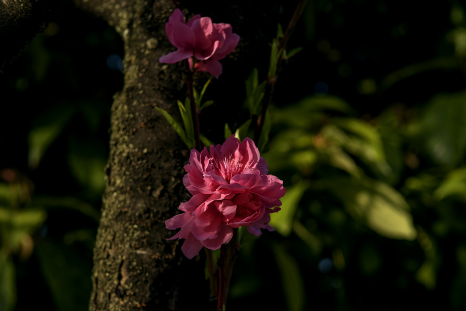 'Cherry Blossom 7' (Mar 2023) - Kofu, Japan