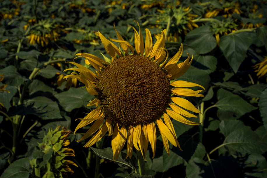 'Sunflower 1' (Aug 2023) - Sante Park Tahara, Japan
