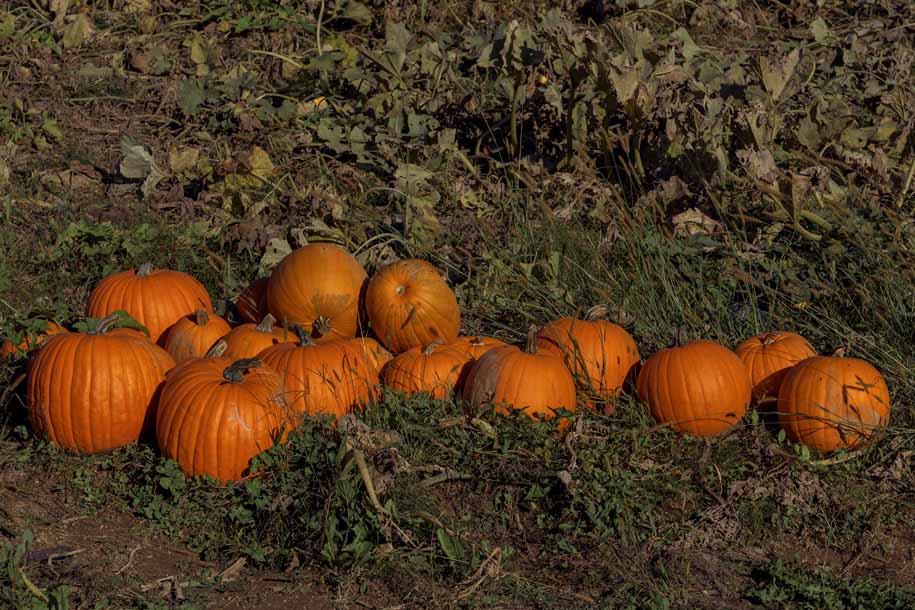 'Pumpkin' (Sep 2022) - Furano, Japan