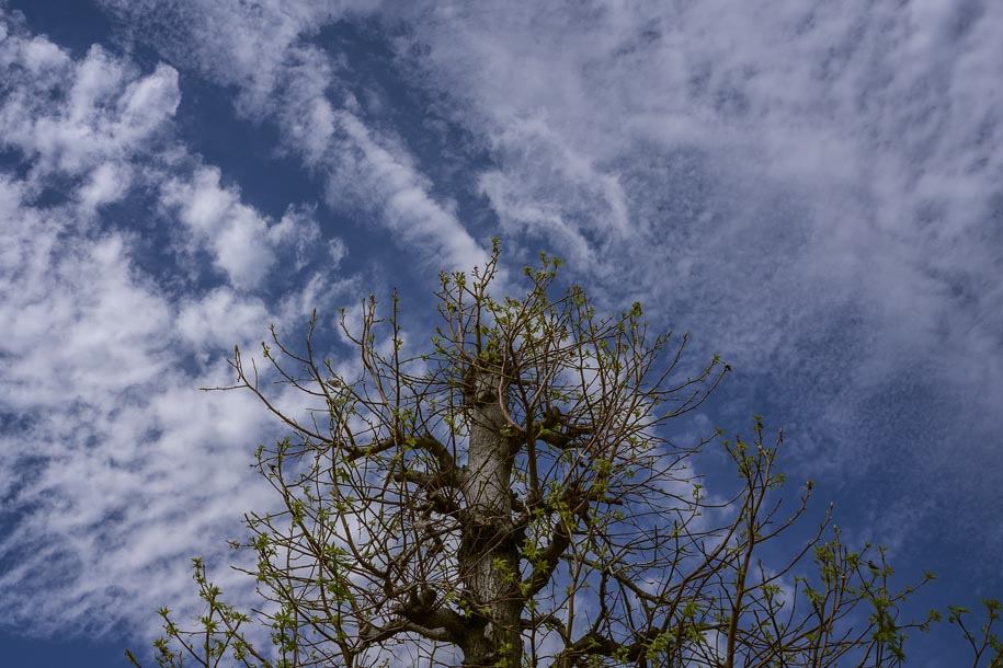 'Spring' (Apr 2023) - Kofu, Japan