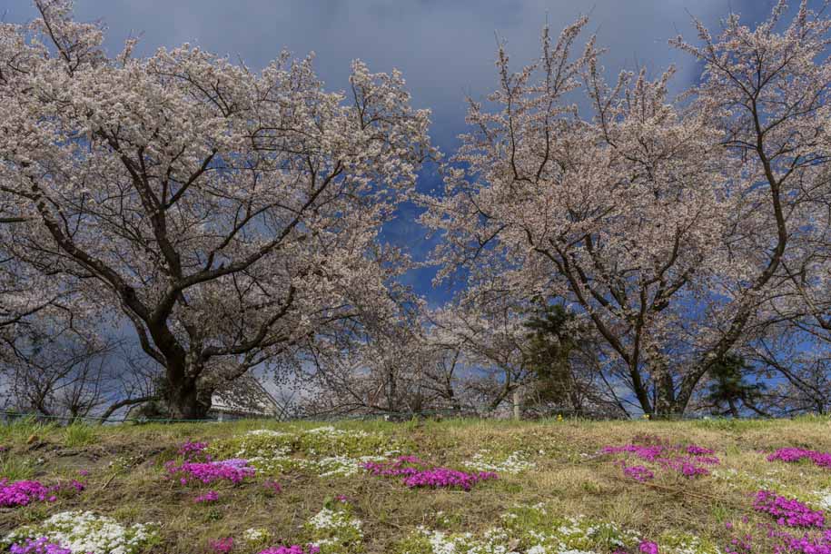 'Cherry Blossom 9' (Apr 2023) -  Fujikawaguchiko, Japan