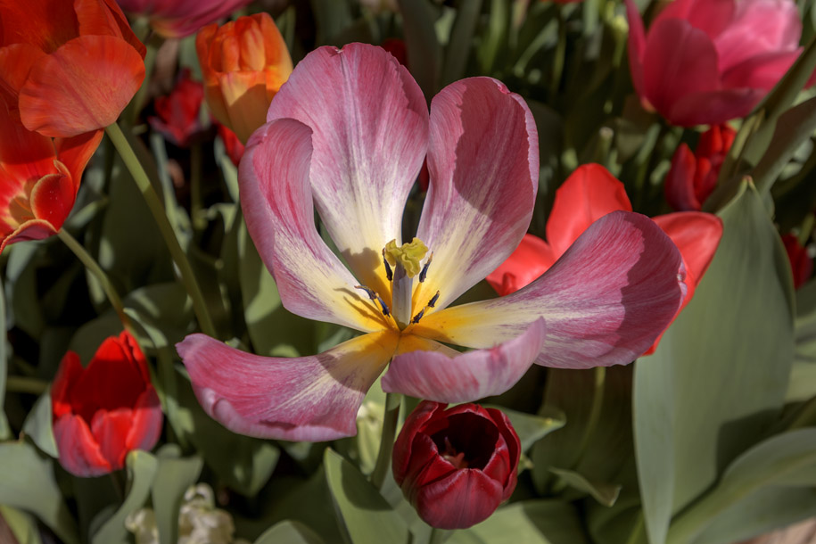 'Tulip 65' (Apr 2017) - Lisse, Netherlands