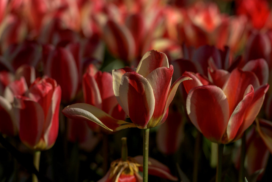 'Tulip 66' (Apr 2017) - Lisse, Netherlands