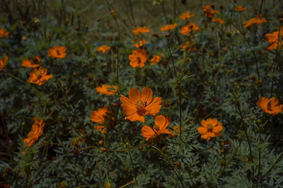 'Orange Bloom' (Aug 2023) - Nagano, Japan