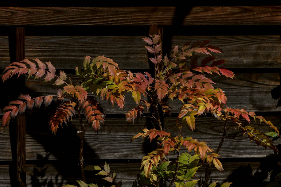 'Colourful Leaves' (Mar 2024) - Nagano, Japan