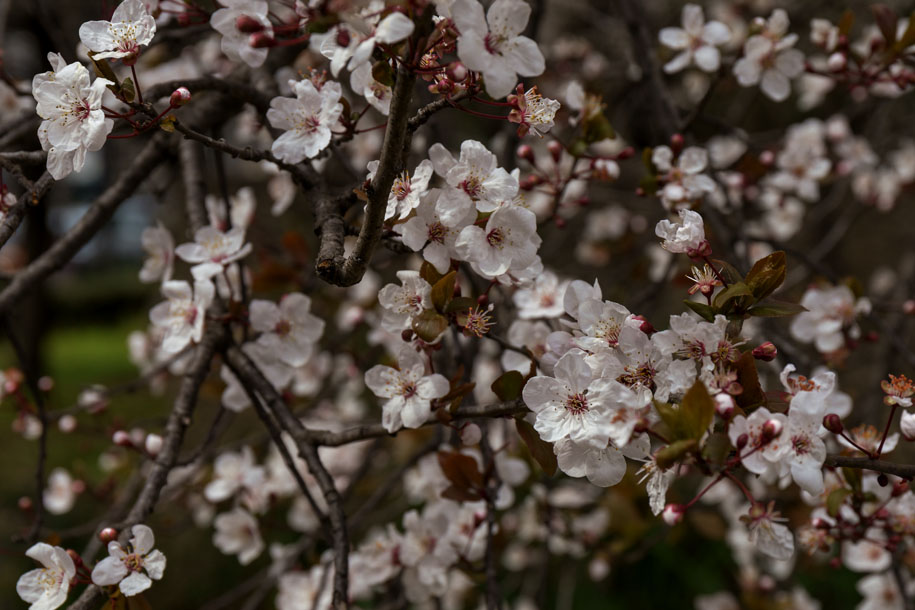 'Cherry Blossom 10' (Mar 2024) - Osaka, Japan