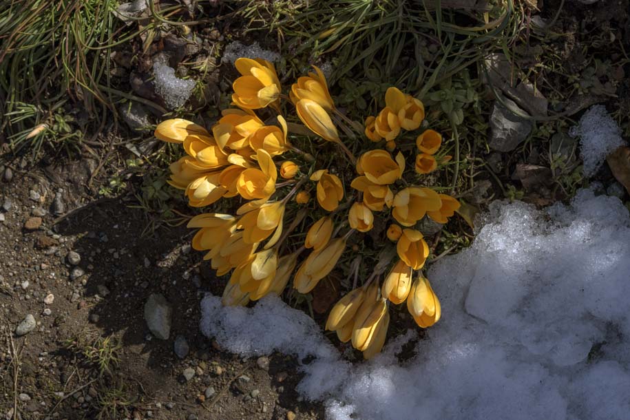 'Spring Has Sprung' (Mar 2024) - Obuse, Japan