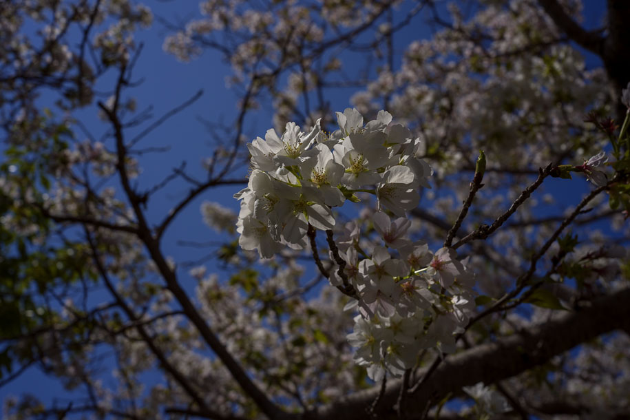 'Cherry Blossom 11 (Apr 2023) - Izu Peninsula, Japan