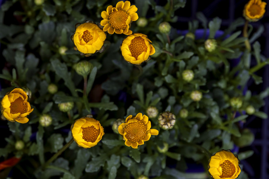 'Chrysanthemum Buds' (Mar 2024) - Nagano, Japan