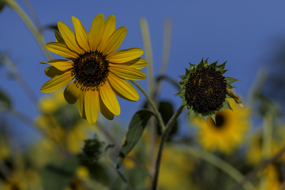 'Sunflower 2' (Jul 2024) - Tahara, Japan